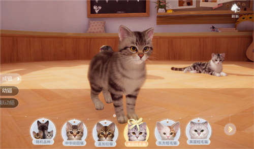 我和我的猫手机版图片2